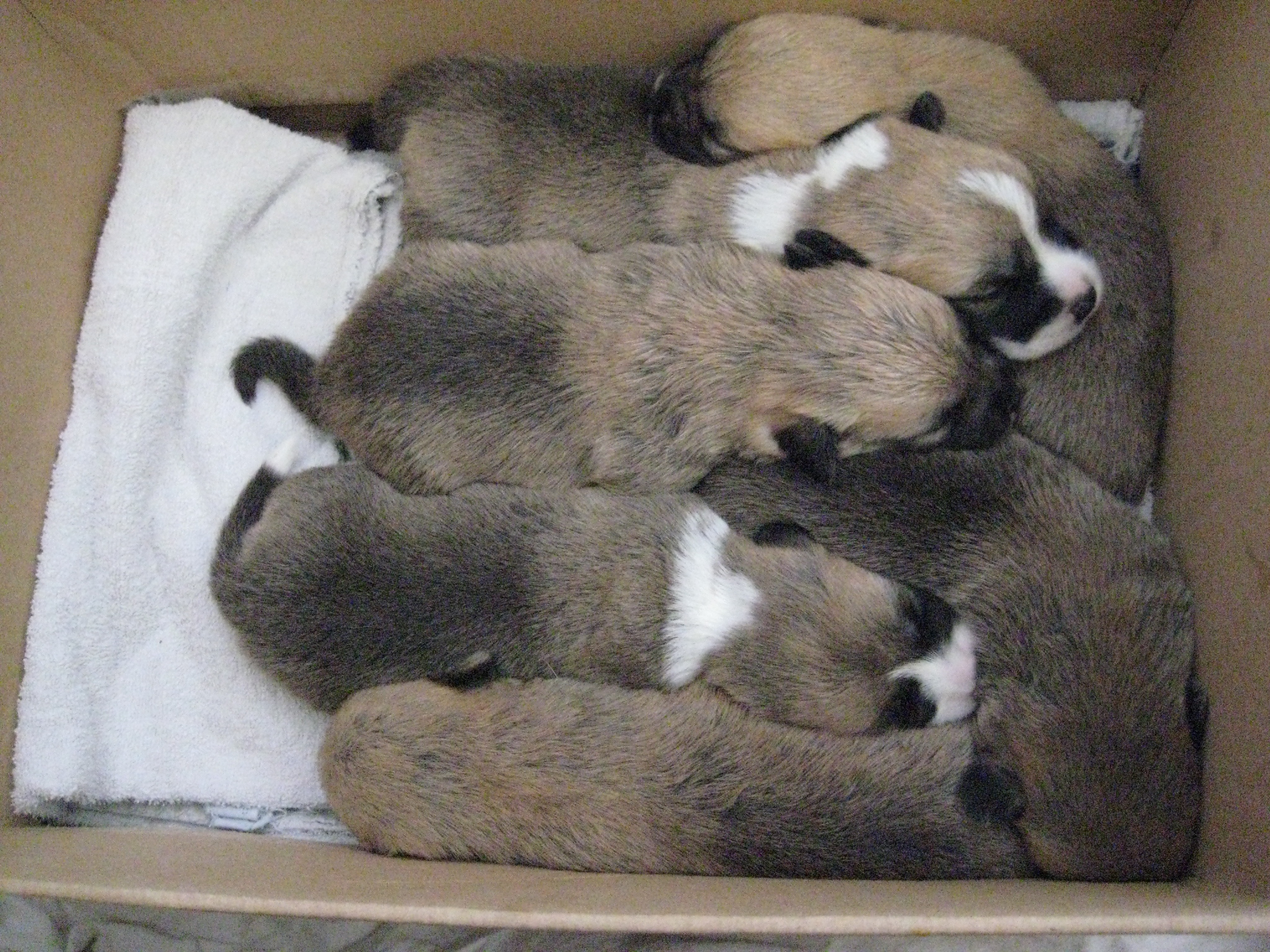 Pup